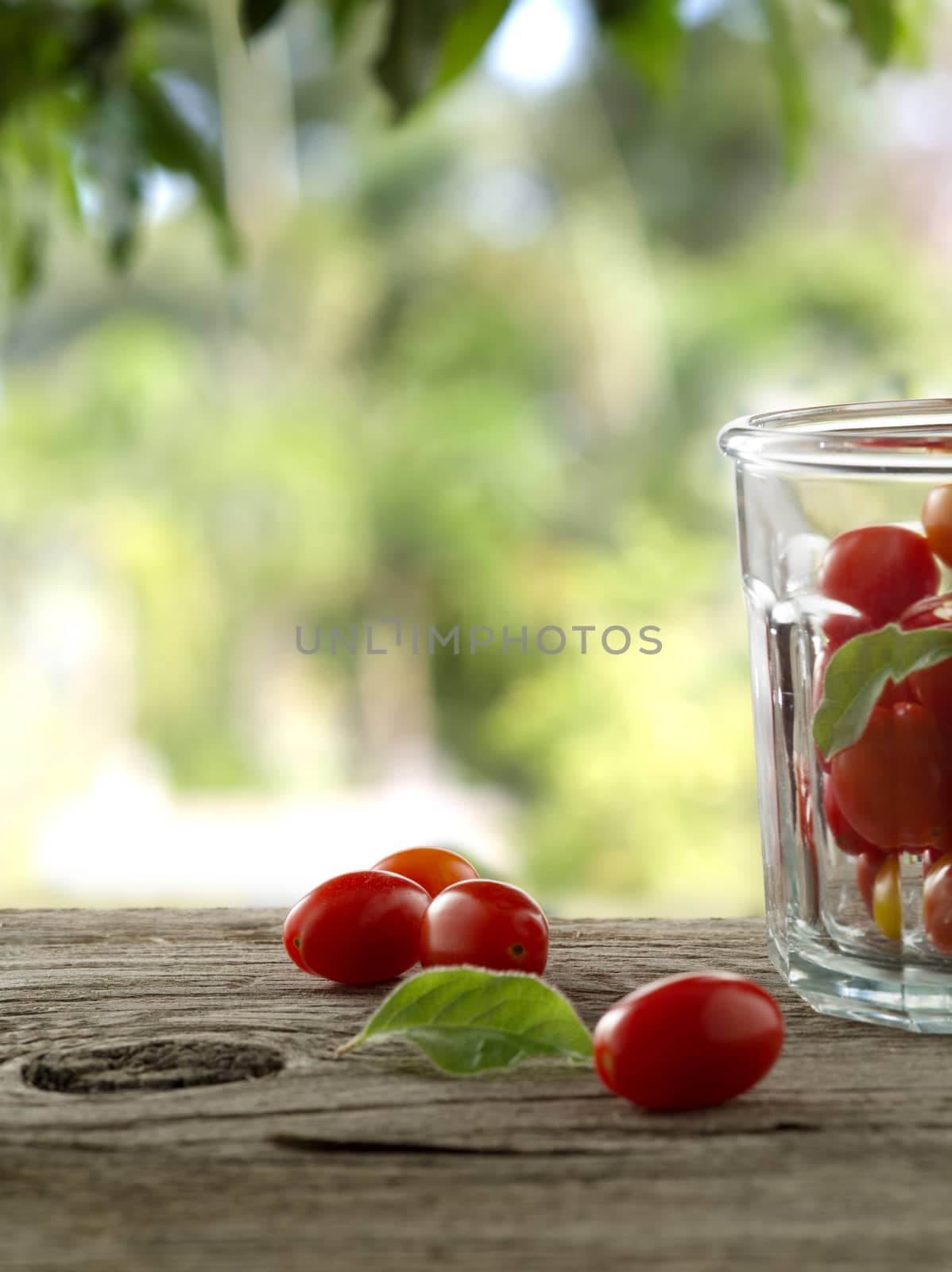 tomatoes by ersler