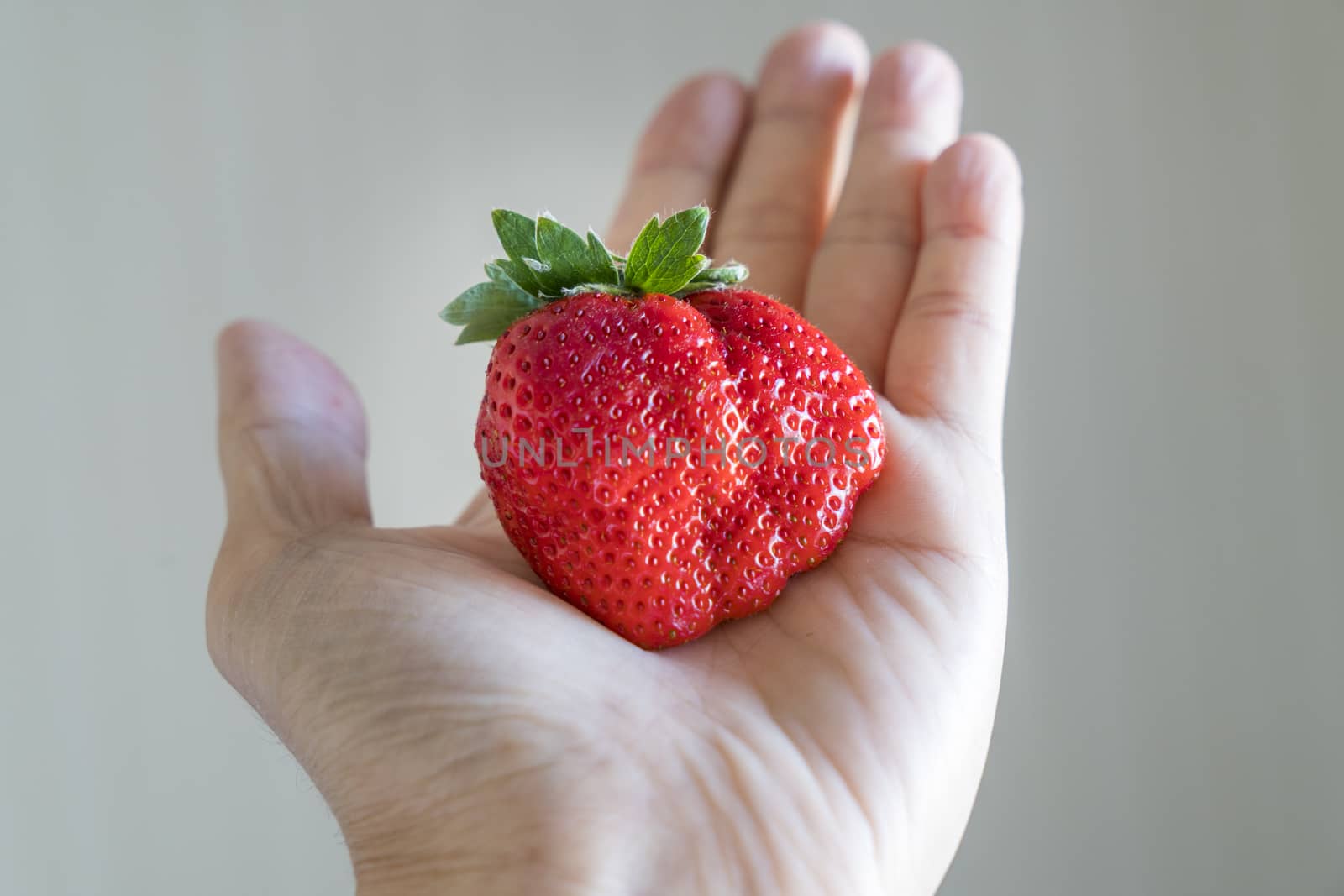Hand holding a fresh ripe giant strawberry