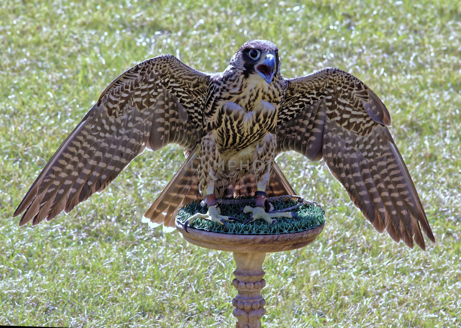 falcon by gallofoto