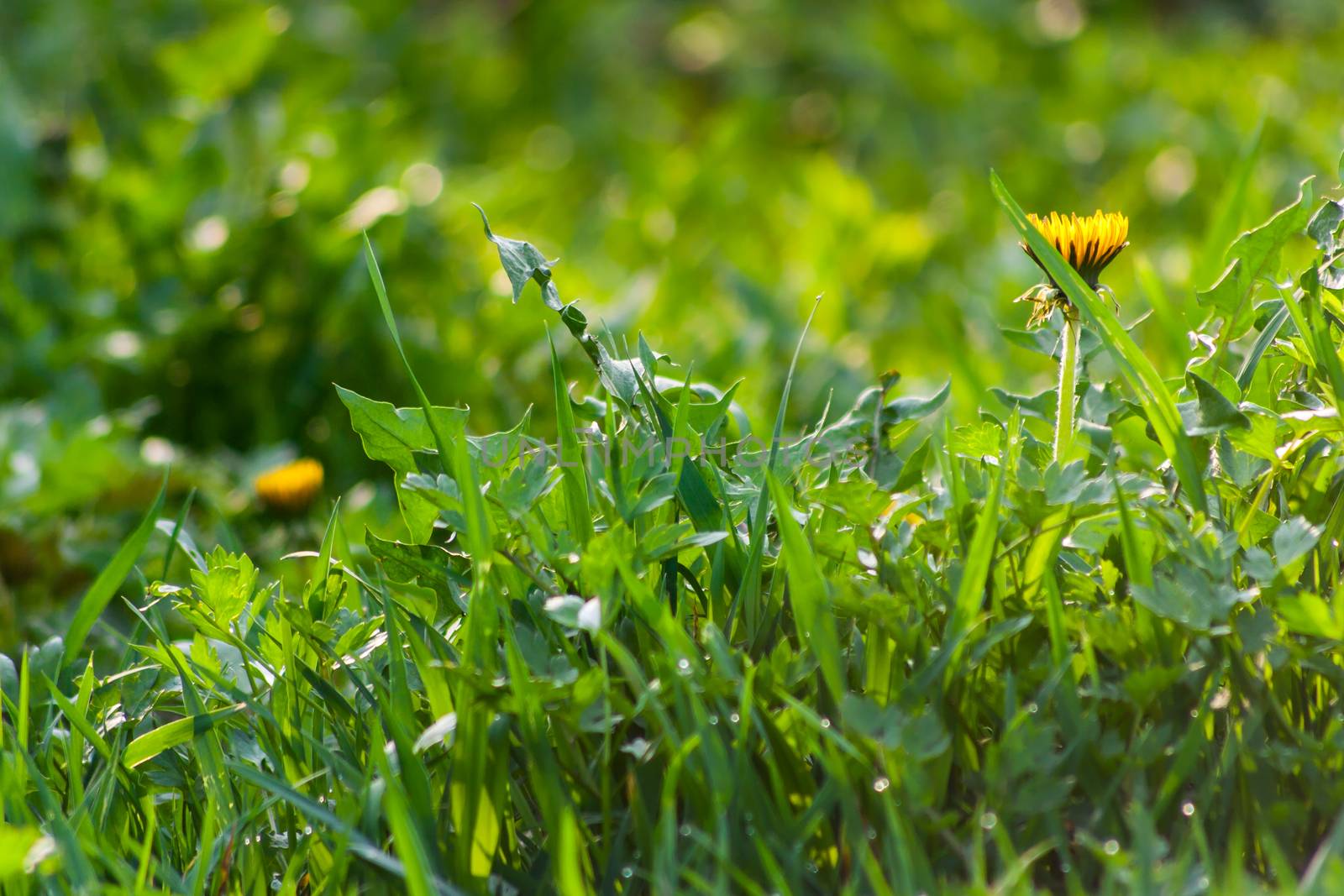 green grass row with water drops and dandelions