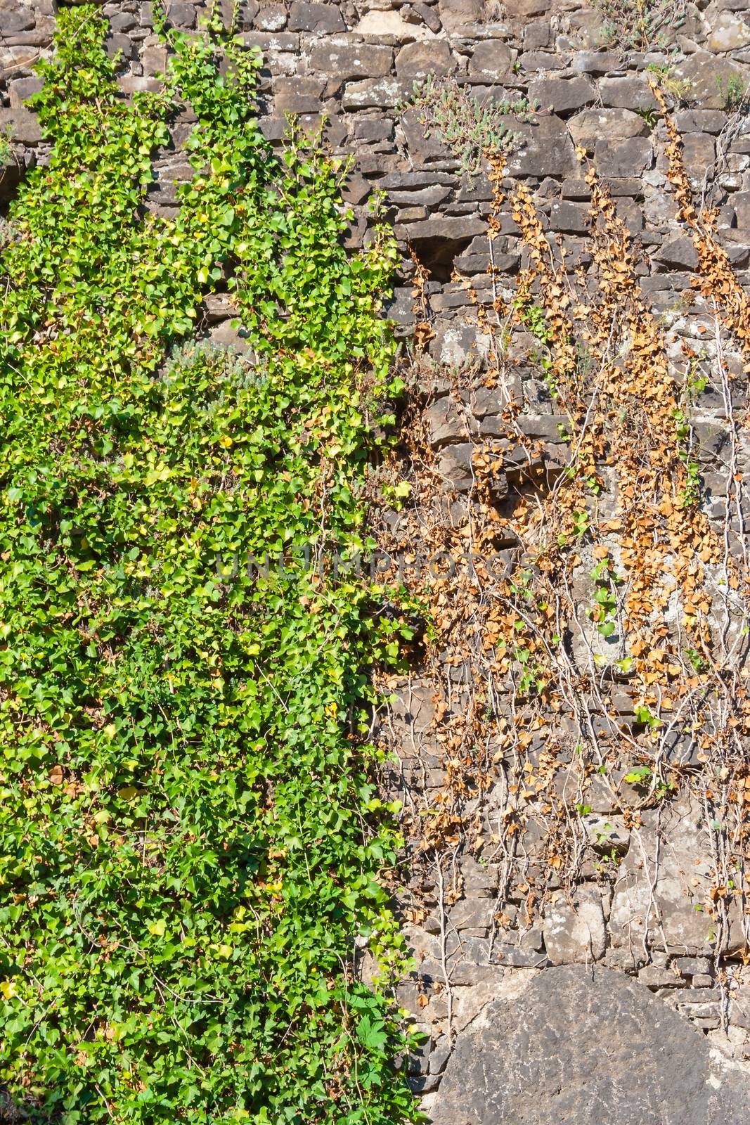 stone wall covered with leaves by Pellinni