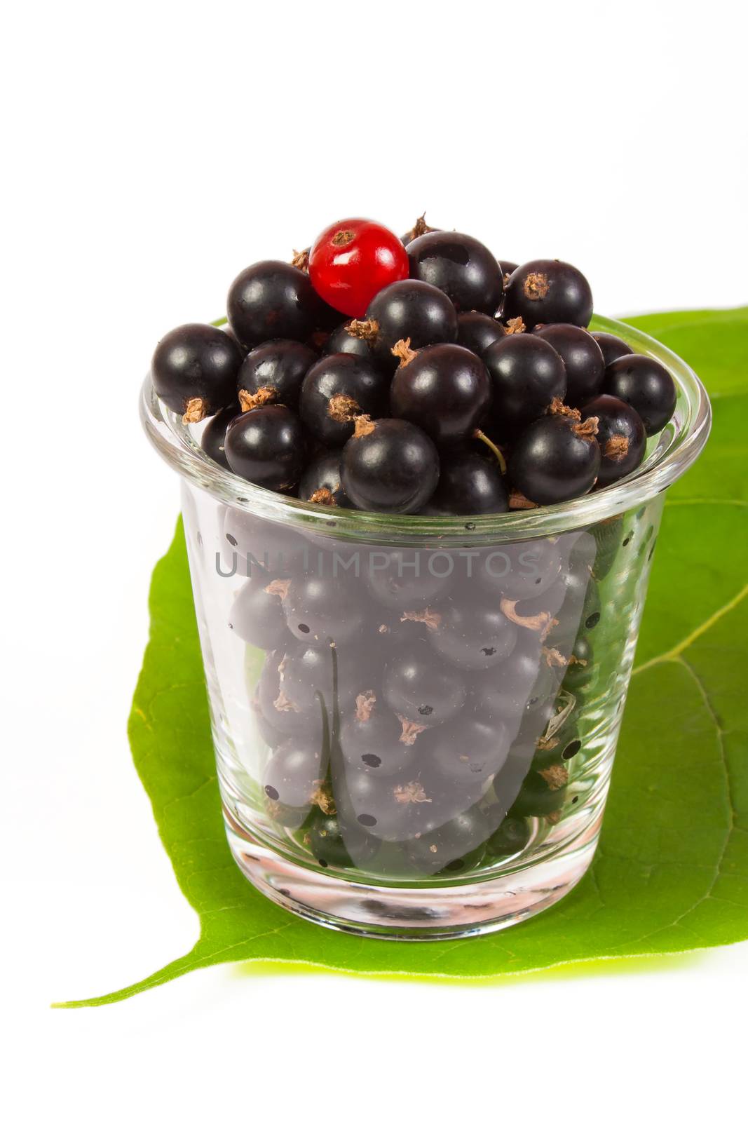 black currants in a glass  on the big green leaf