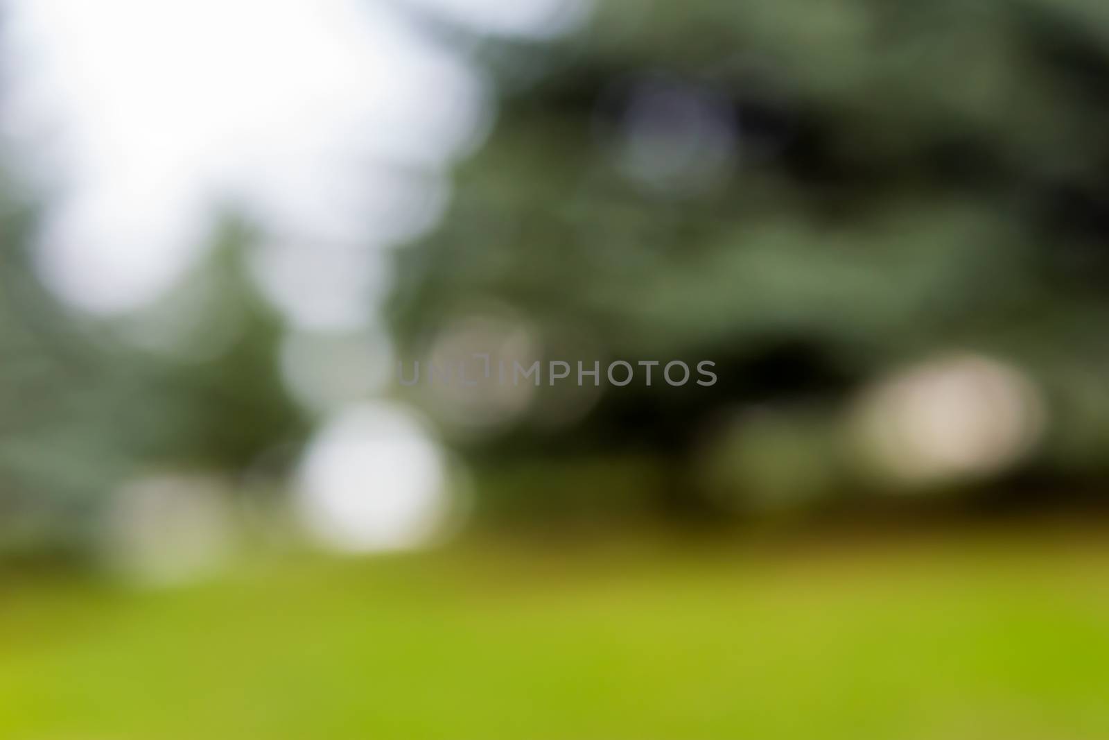 abstract landscape background of day time blurred tree with bokeh effect