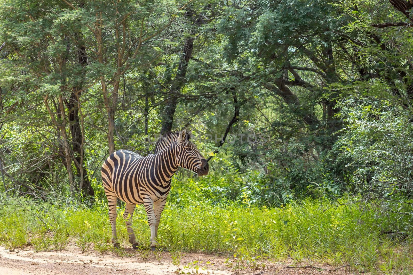 Burchells zebra standing on the side of a dirt road