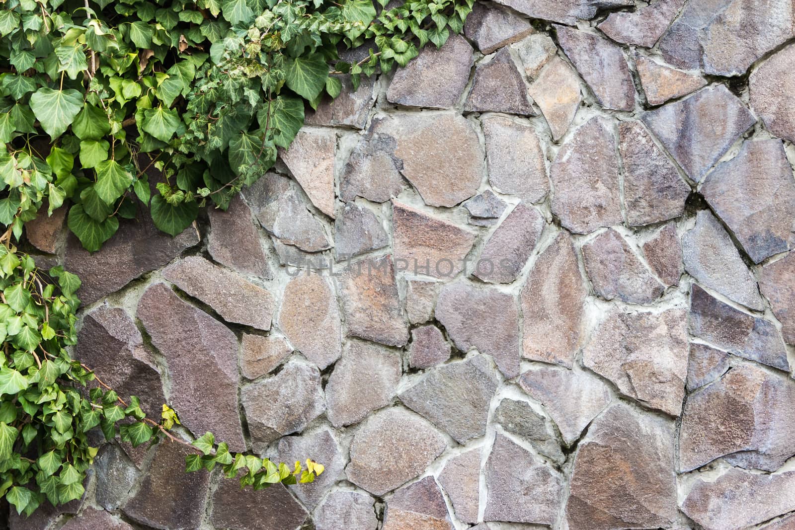 massive wall of cut stone on which the green ivy grows