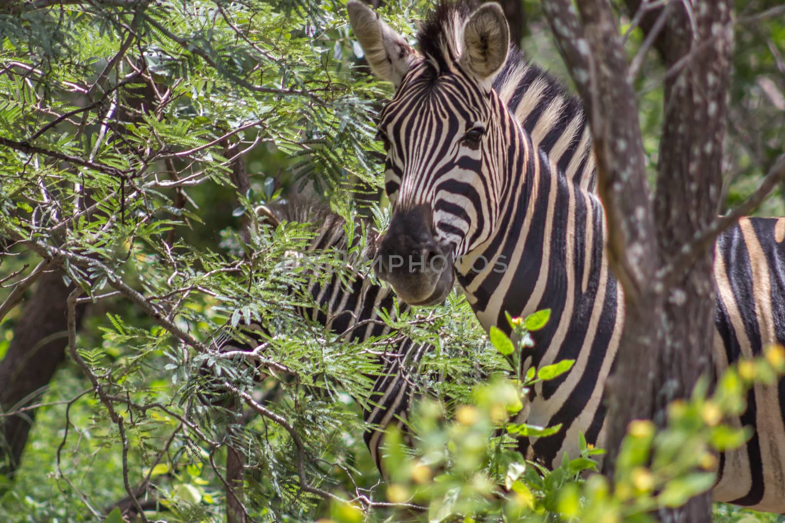 Burchells zebra in between the bushes