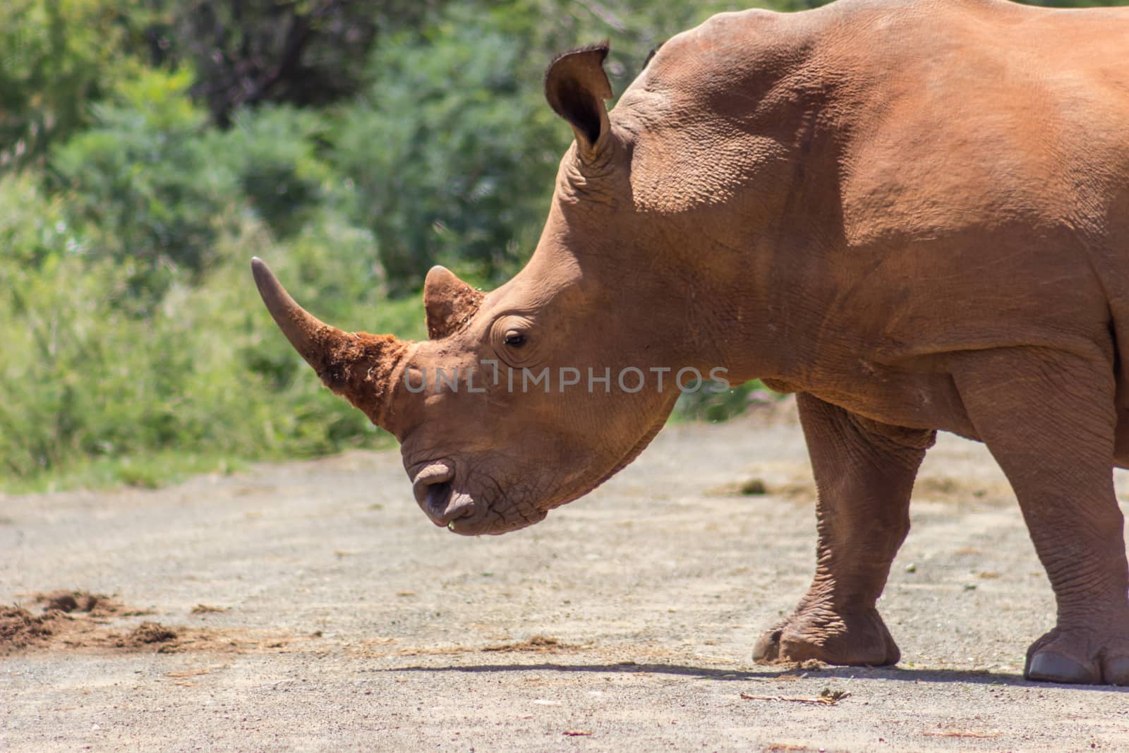 Closeup of white rhinoceros in Marakele national park