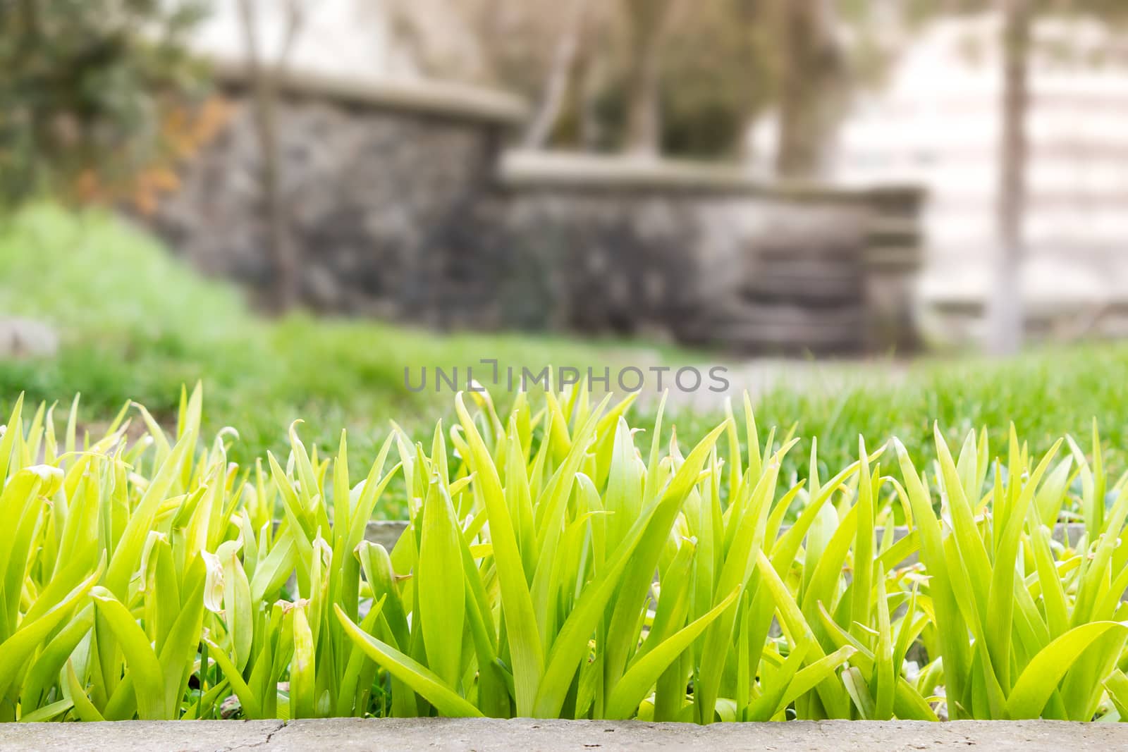 green shoots of flowers infront of a background of old steps