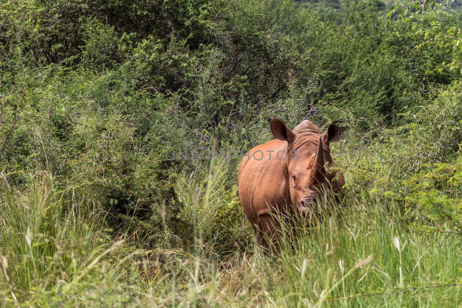 White rhinoceros ( Ceratotherium simum) by RiaanAlbrecht