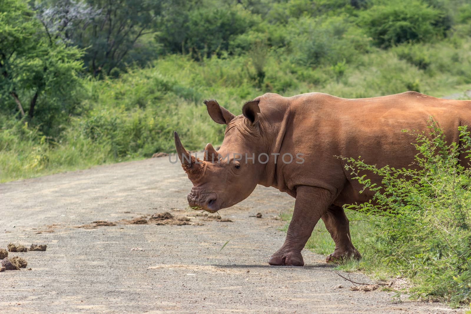 white rhinoceros crossing the road in marakele national park