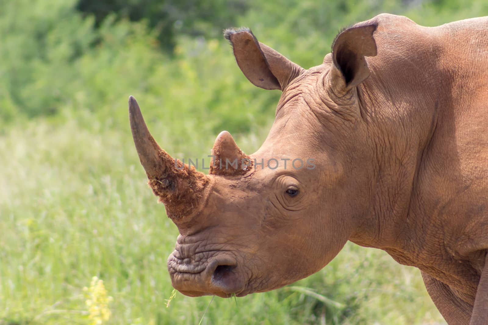 Closeup of white rhinoceros in Marakele national park