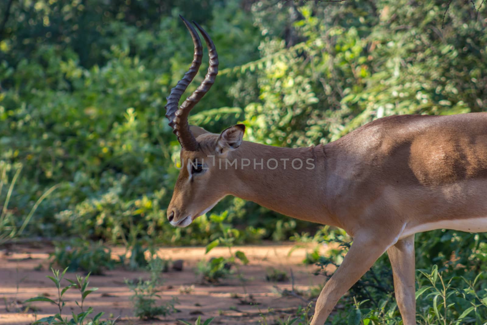Impala (Aepyceros melampus) closeup photograph