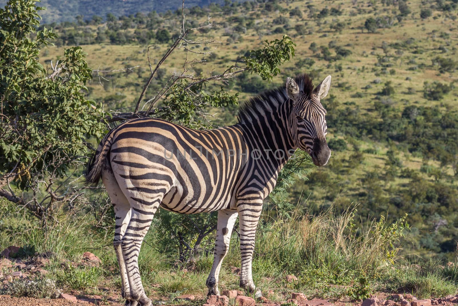 Burchells zebra (Equus quagga) by RiaanAlbrecht