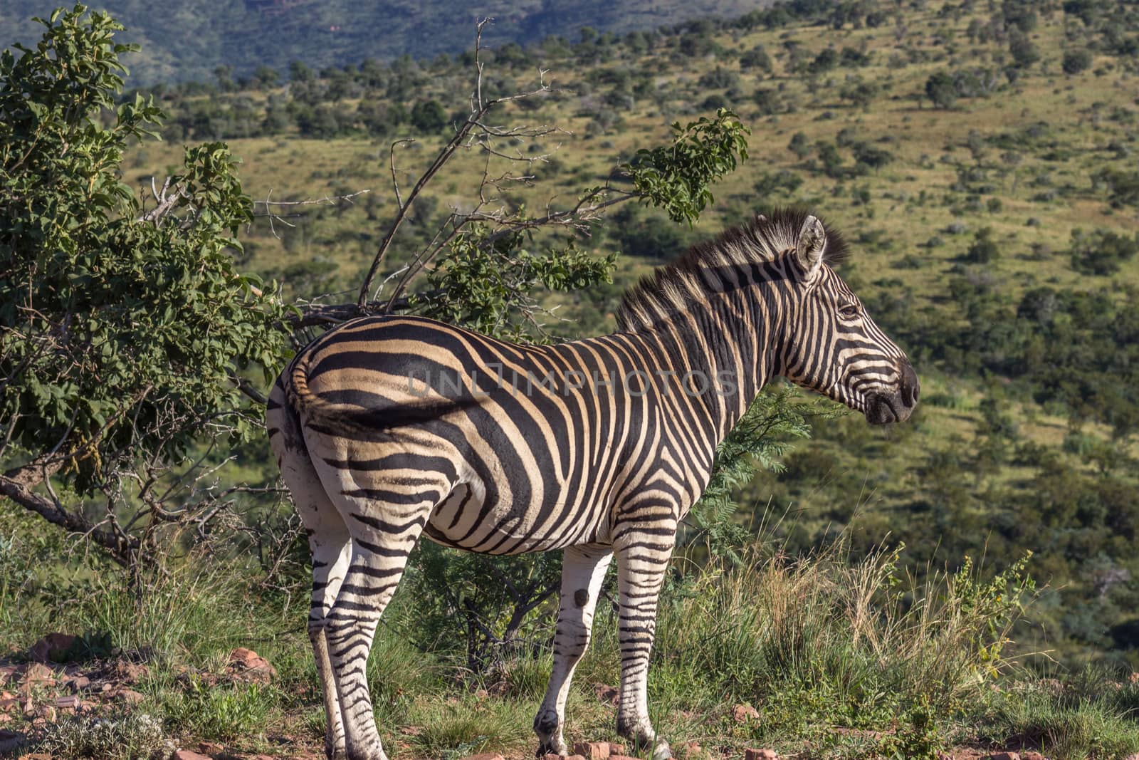 Burchells zebra (Equus quagga) by RiaanAlbrecht