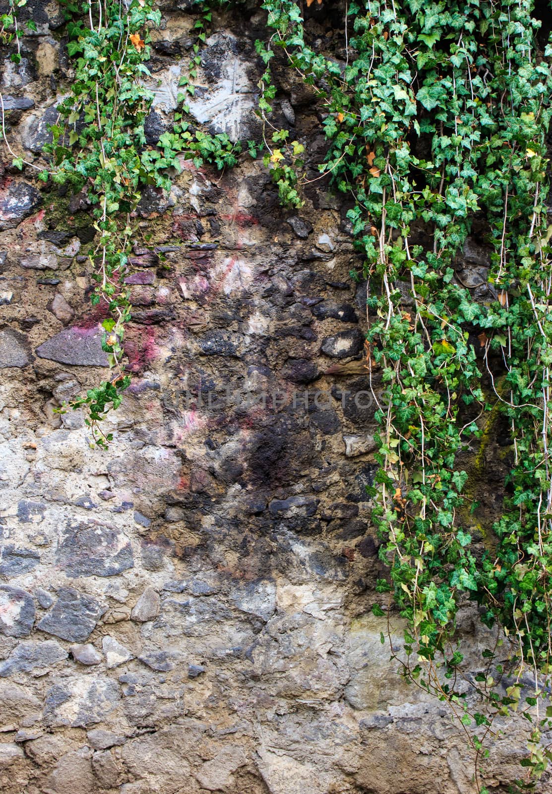 wall  ​​of river stones with ivy by Pellinni