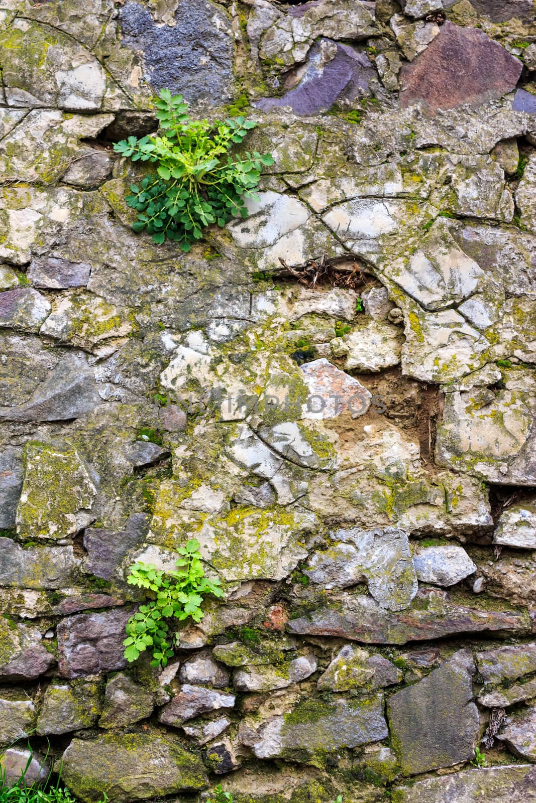 wall of sharp stones with sprouted grass