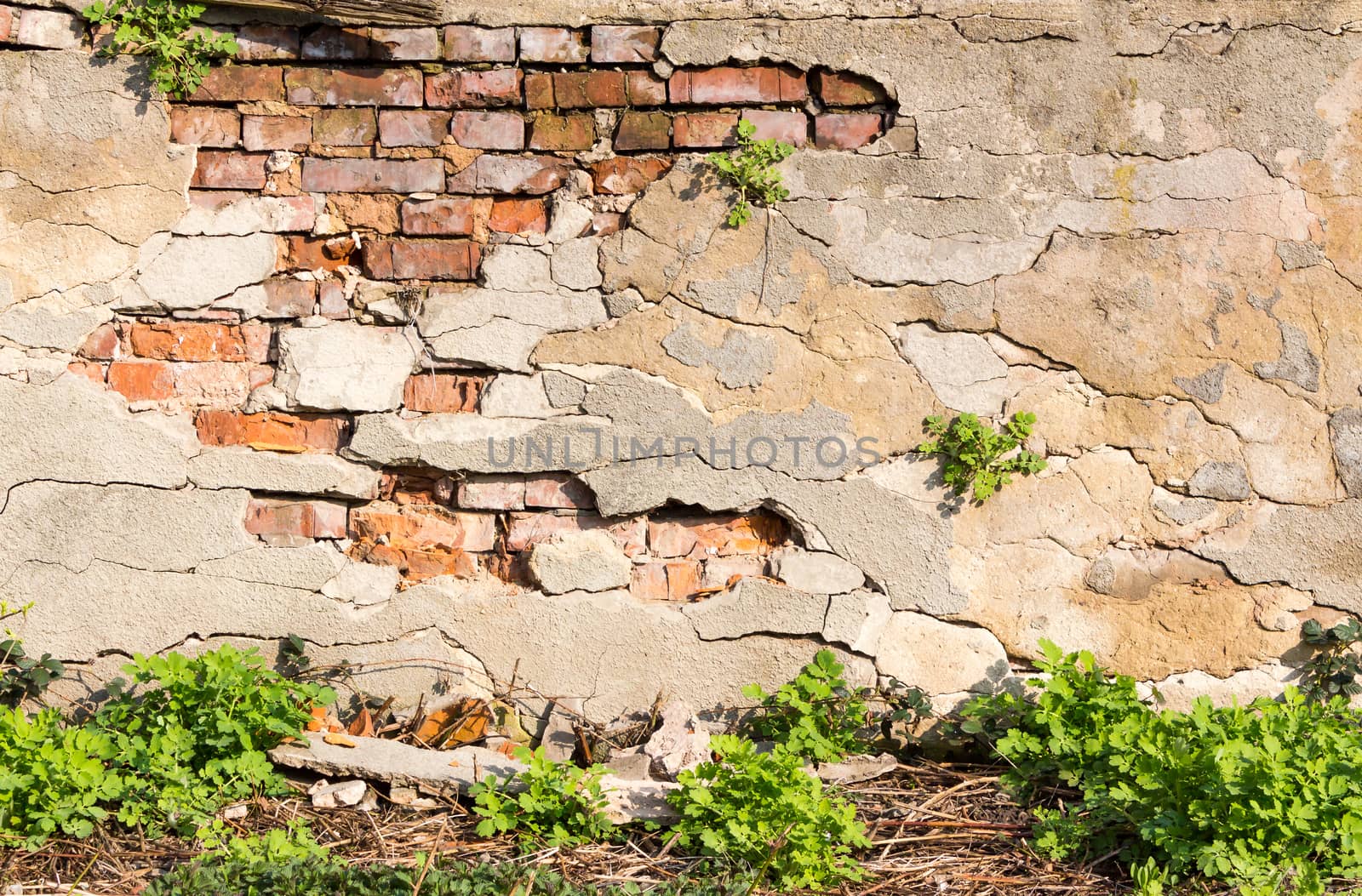 wall with chipped plaster and grass by Pellinni