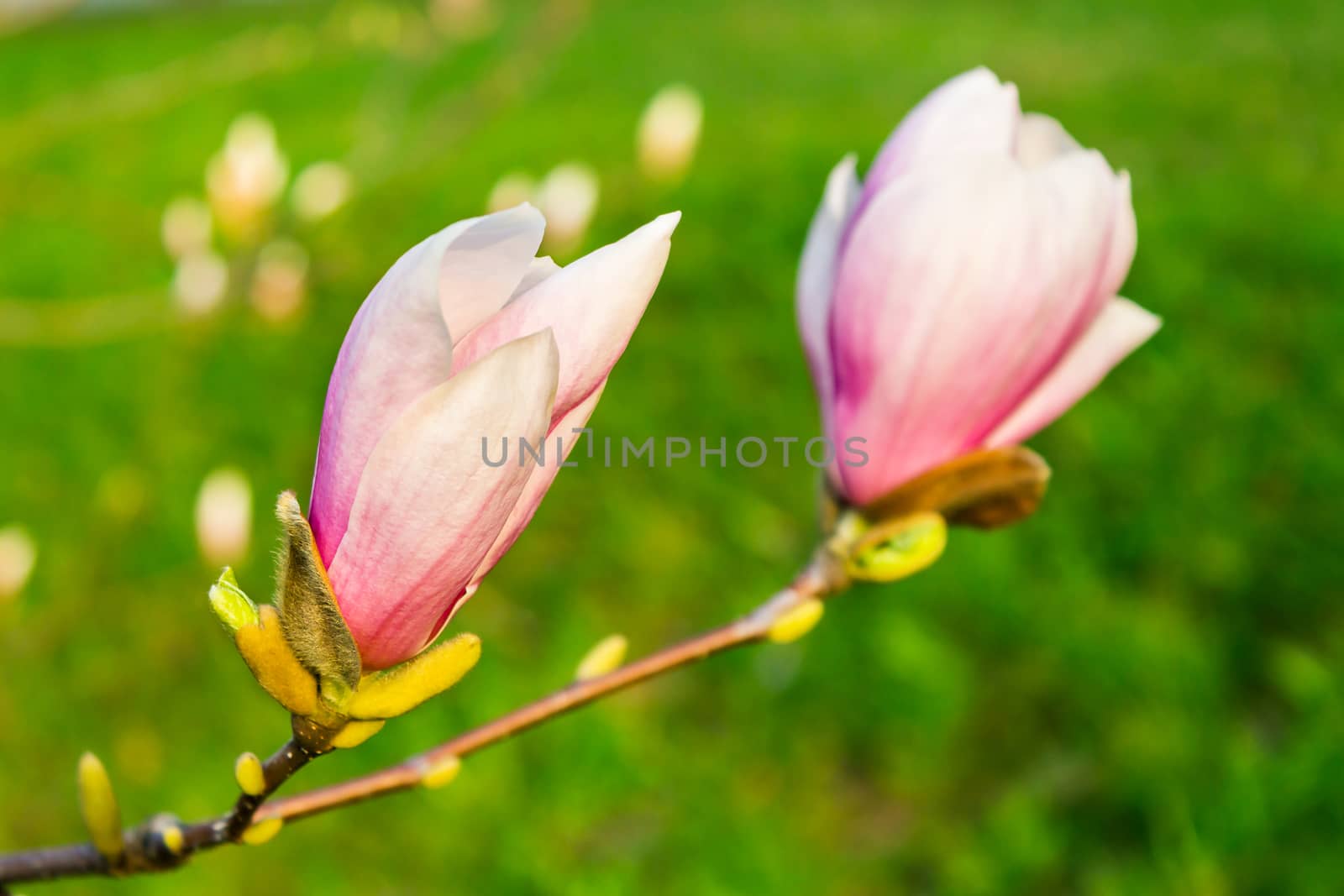 two magnolia flowers close up on a green grass background