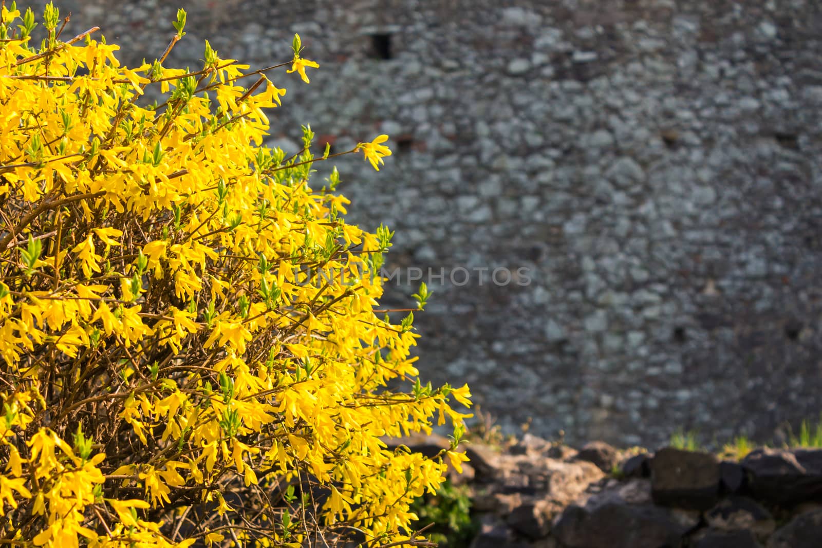 yellow bush leaves on a stone wall by Pellinni