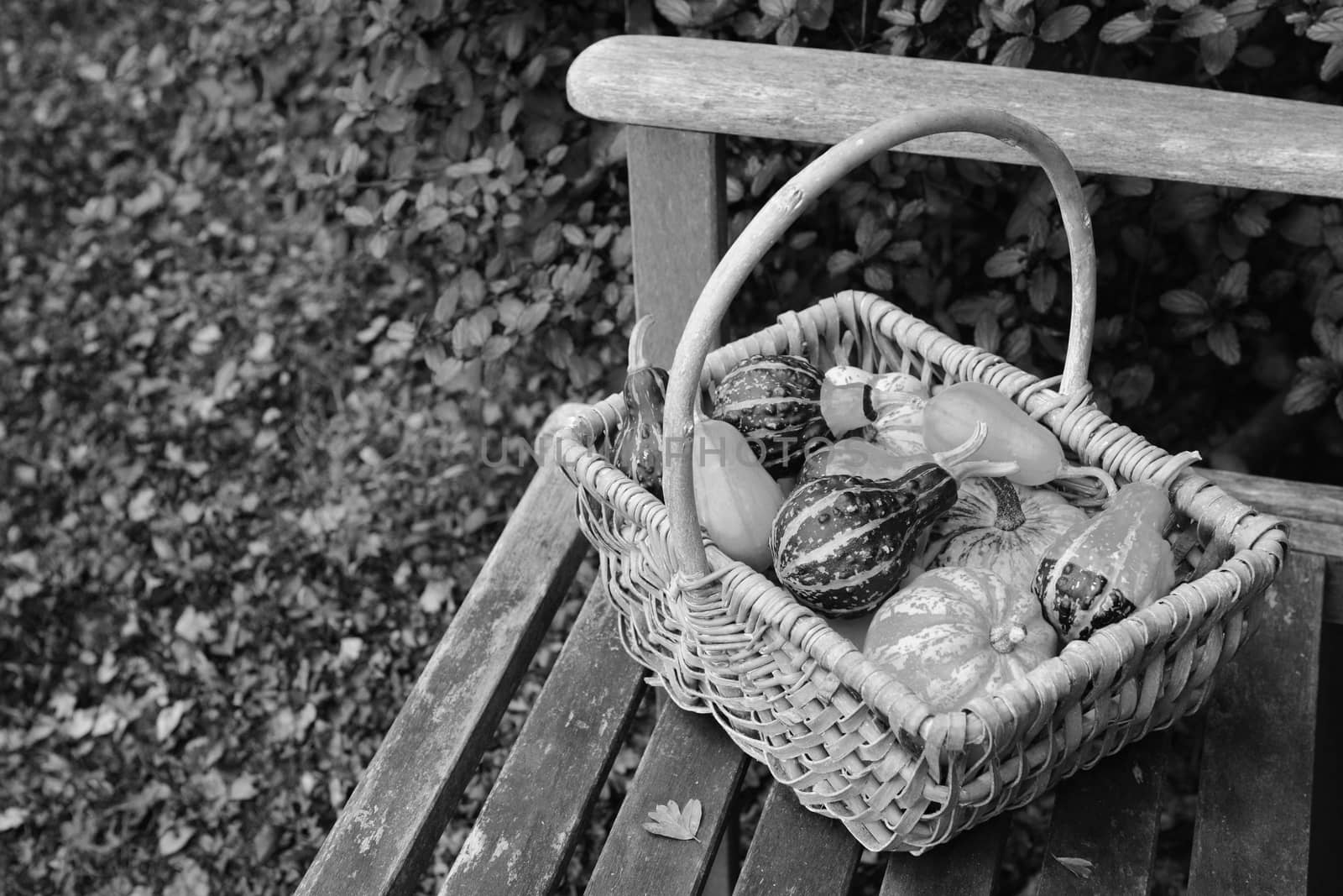 Variety of boldly patterned ornamental gourds in a rustic basket, left on a garden bench in fall