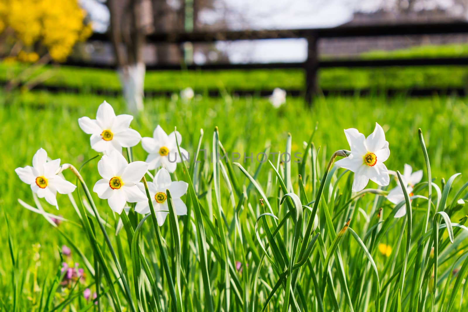 wild narcissus in grass by Pellinni