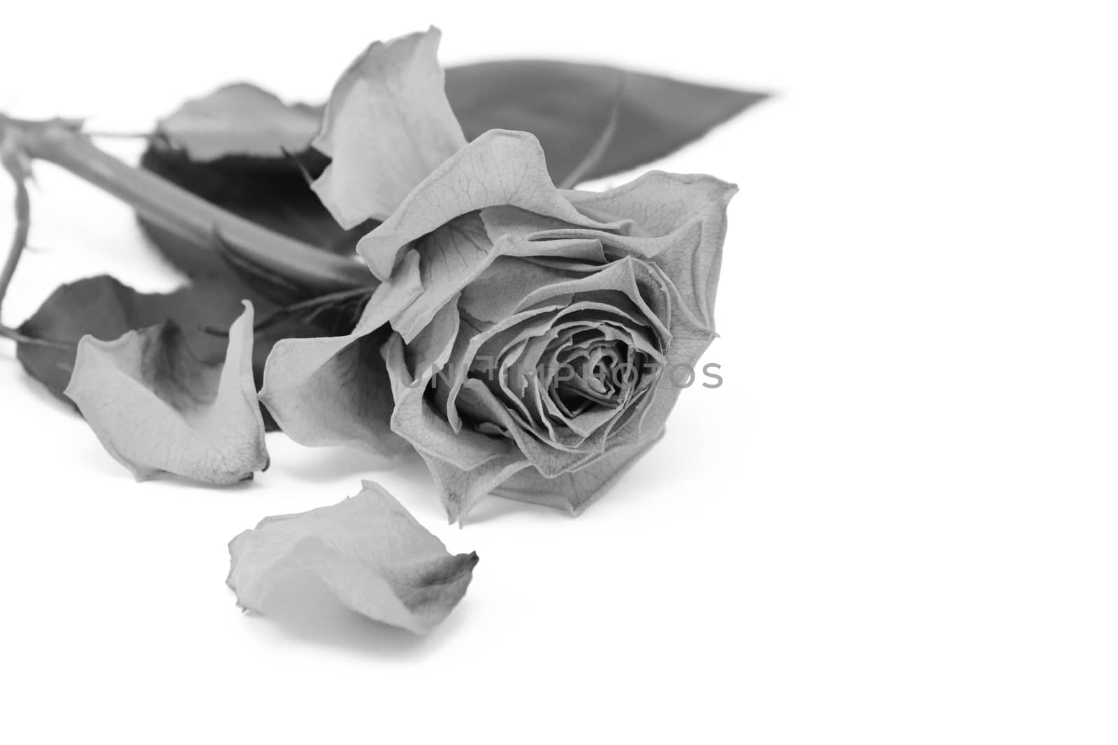 Faded rose flower with dried, dead petals on a white background