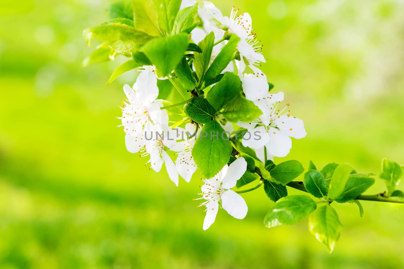 twig with flowers of apple tree on a blurred background of green grass