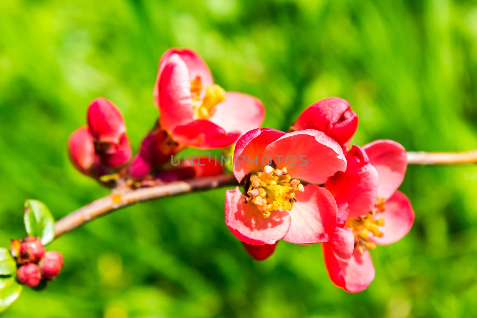 red flower bush on a background of green grass