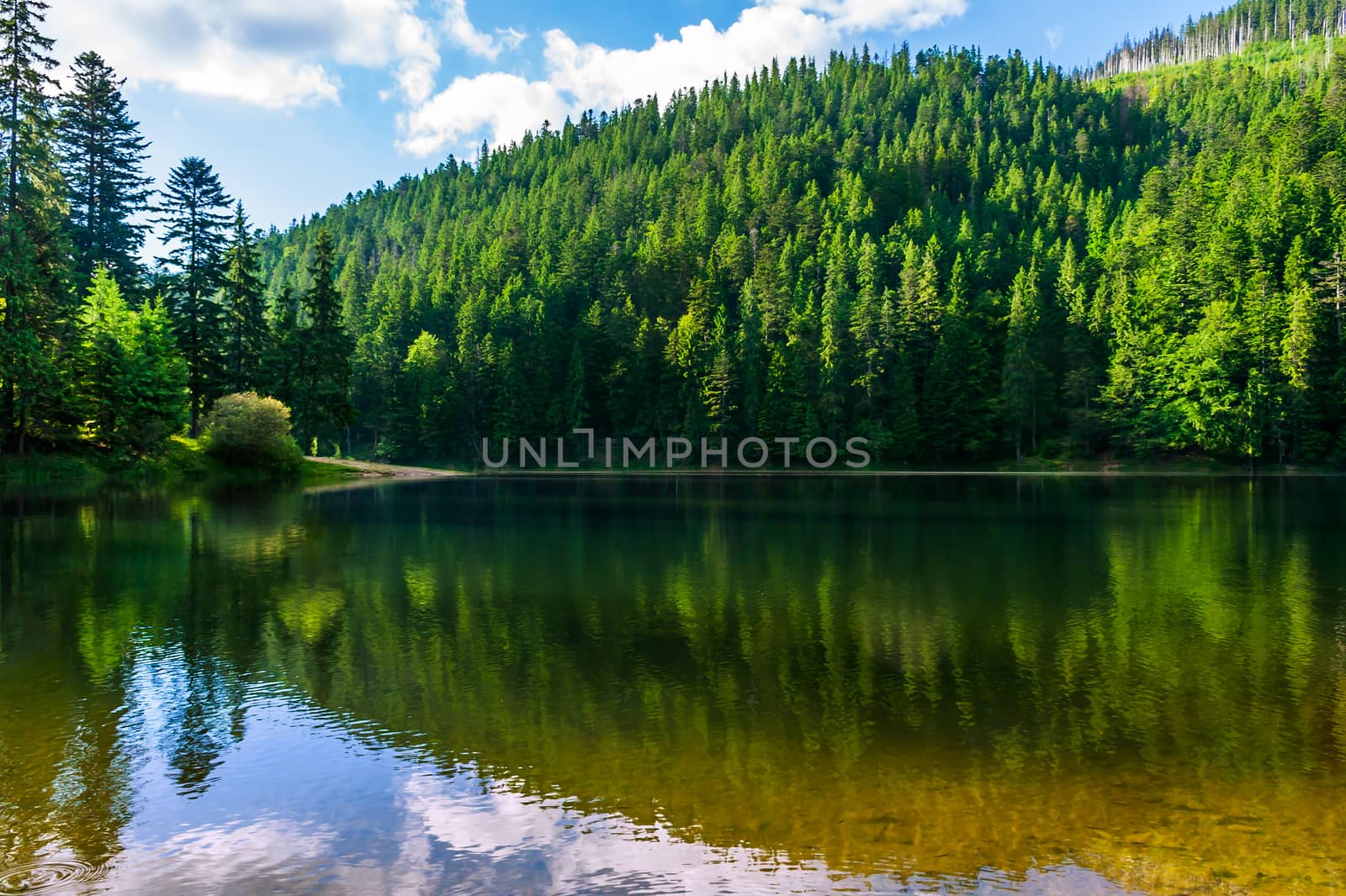 calm clear lake in the mountains of pine trees planted in fine summer weather