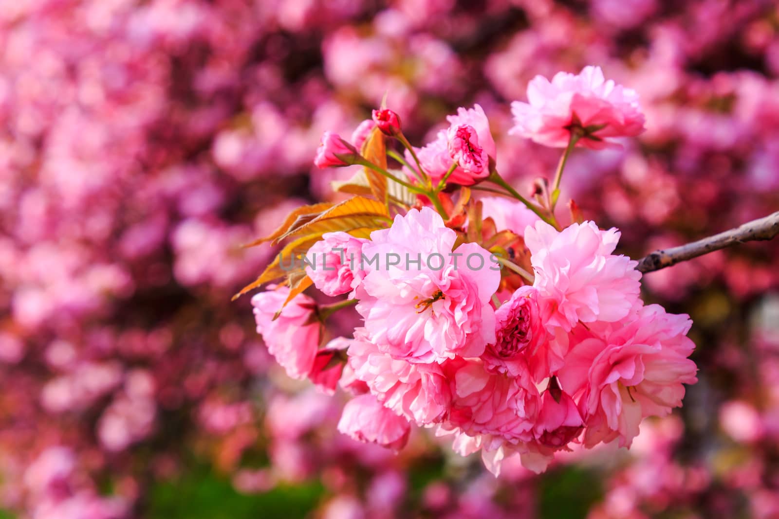 delicate pink flowers blossomed Japanese cherry trees