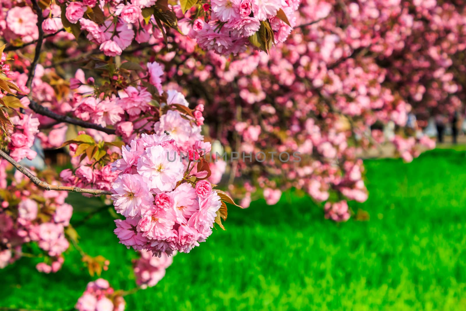 pink blossomed sakura flowers by Pellinni