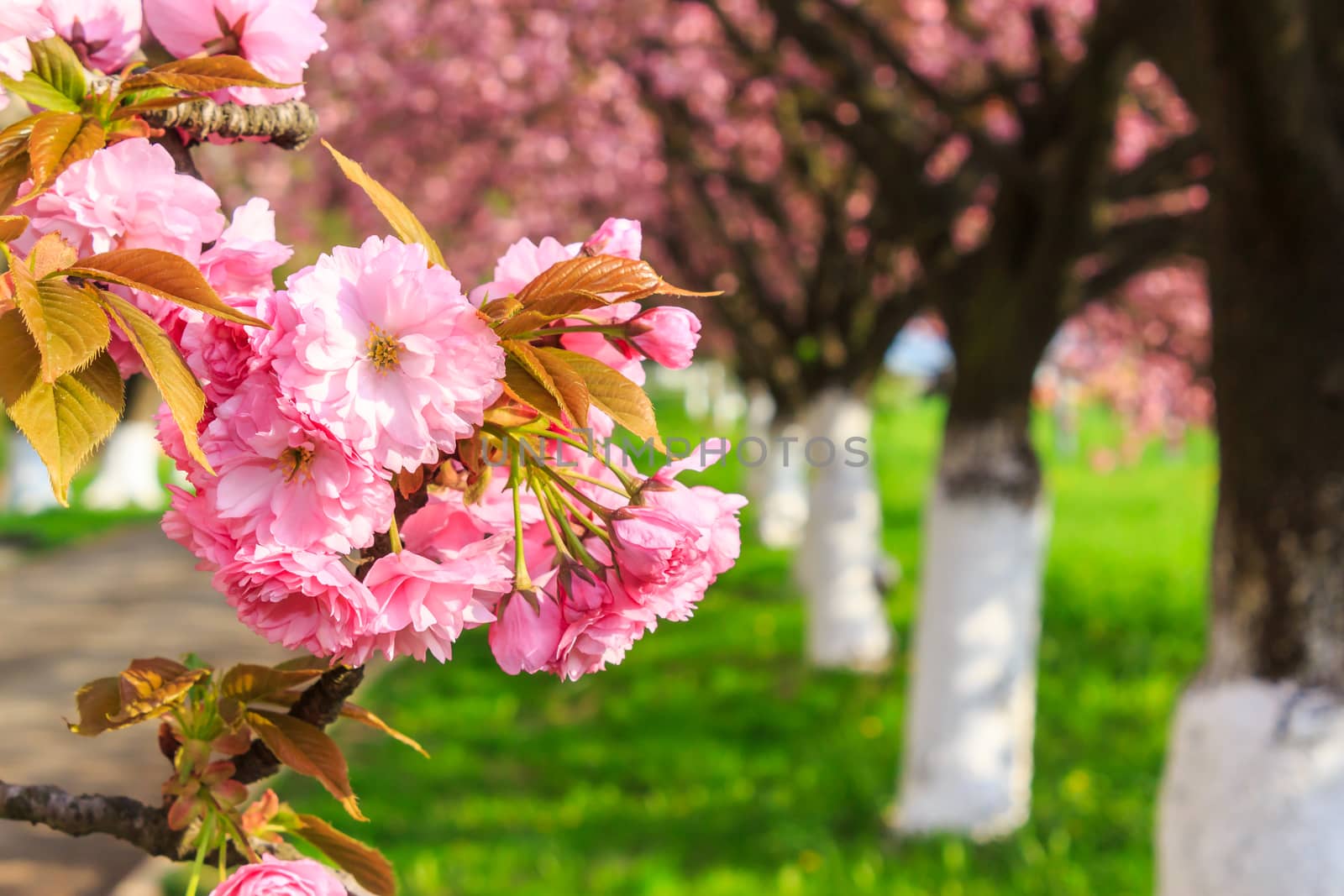 pink blossomed sakura flowers by Pellinni