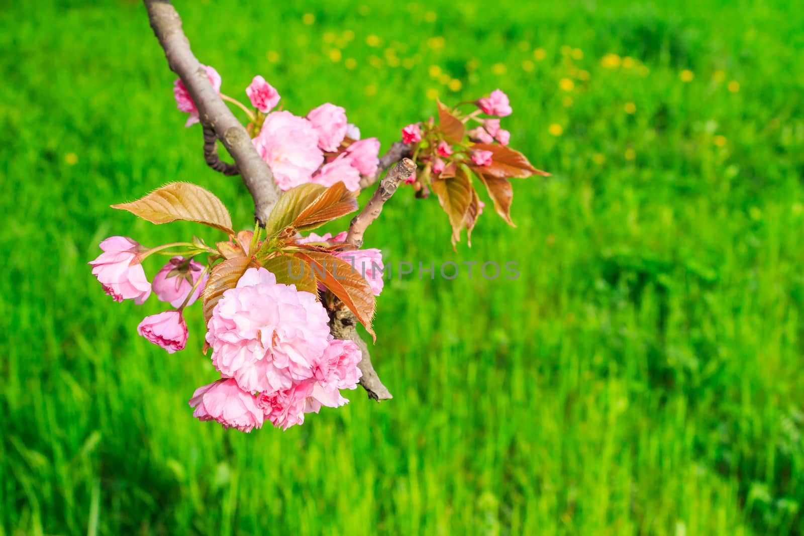 pink flowers blossomed above fresh green grass this spring on the branches of Japanese sakura