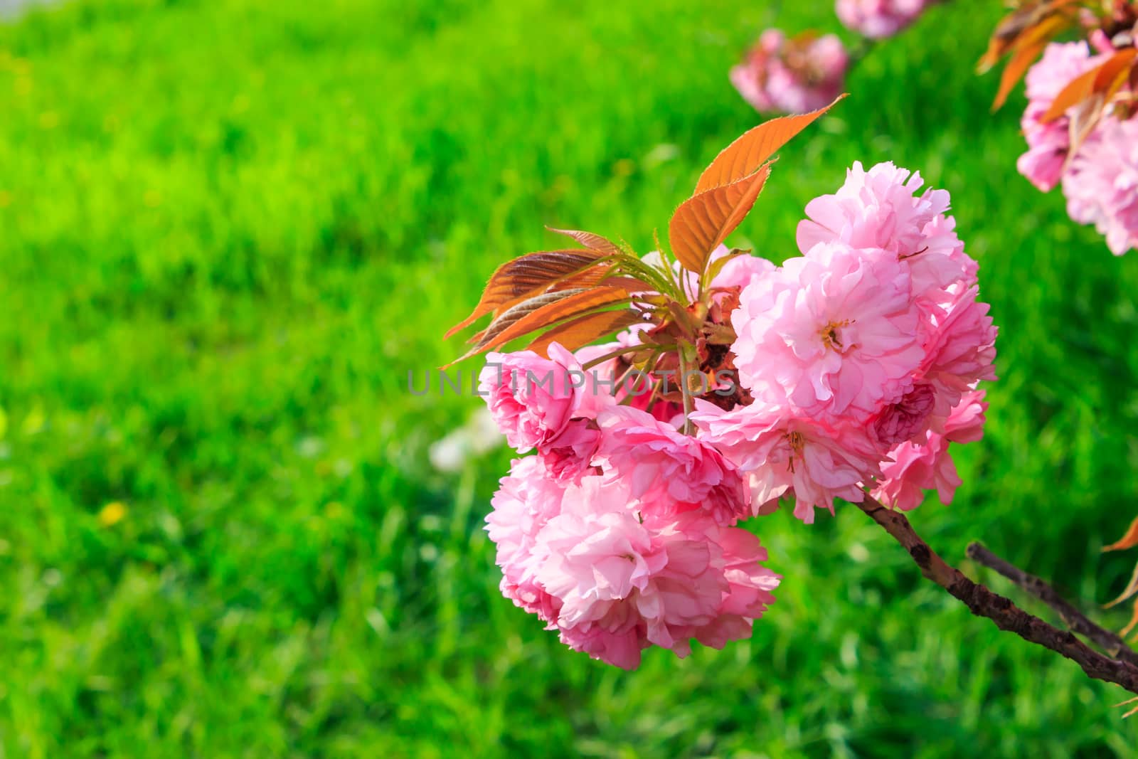 pink flowers above grass on sakura branches by Pellinni