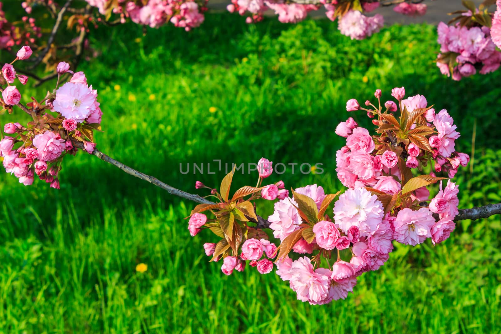 pink flowers above grass on sakura branches by Pellinni