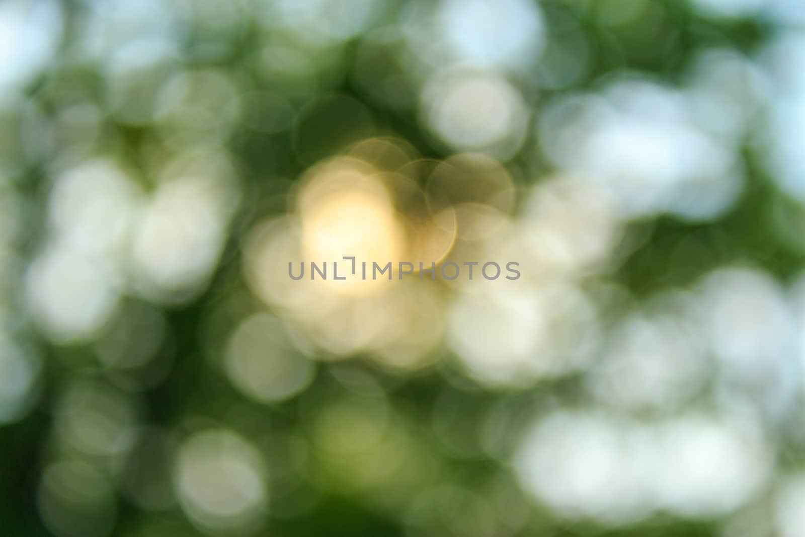 natural blur bokeh of foliage of tree crowns in the daytime by Pellinni