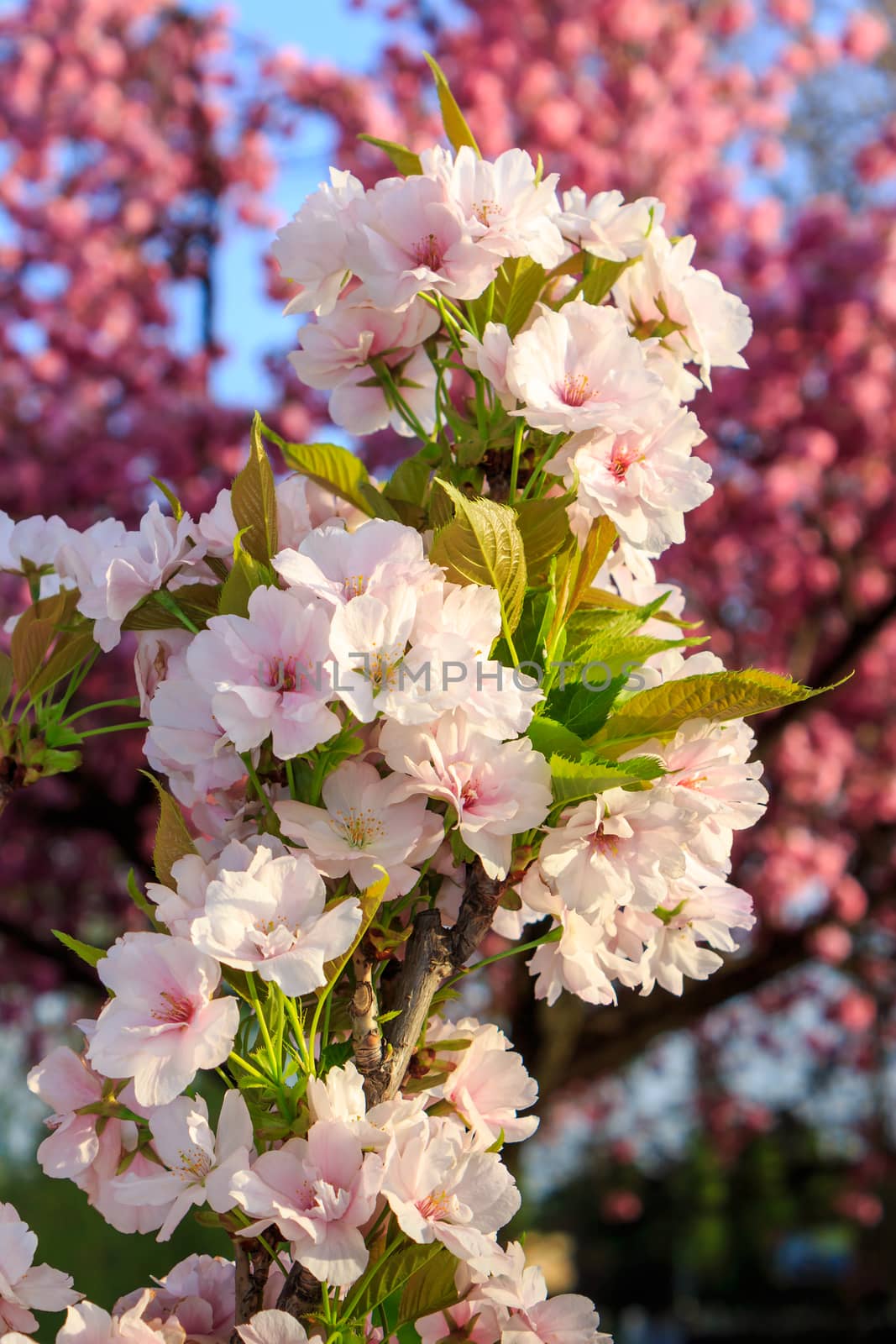 White blossoms of apple on a background of pink sakura tree by Pellinni