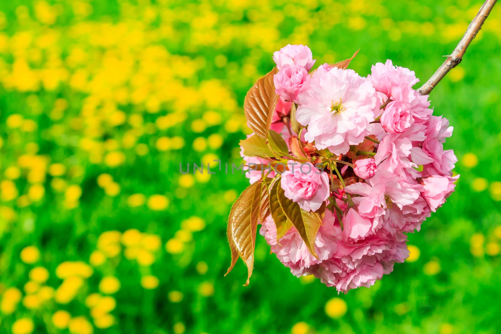 bud Sakura flowers on blurred background of green grass and yellow dandelions