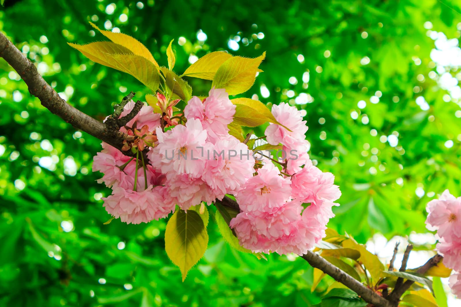 Delicate pink Sakura flowers on a green tree crown