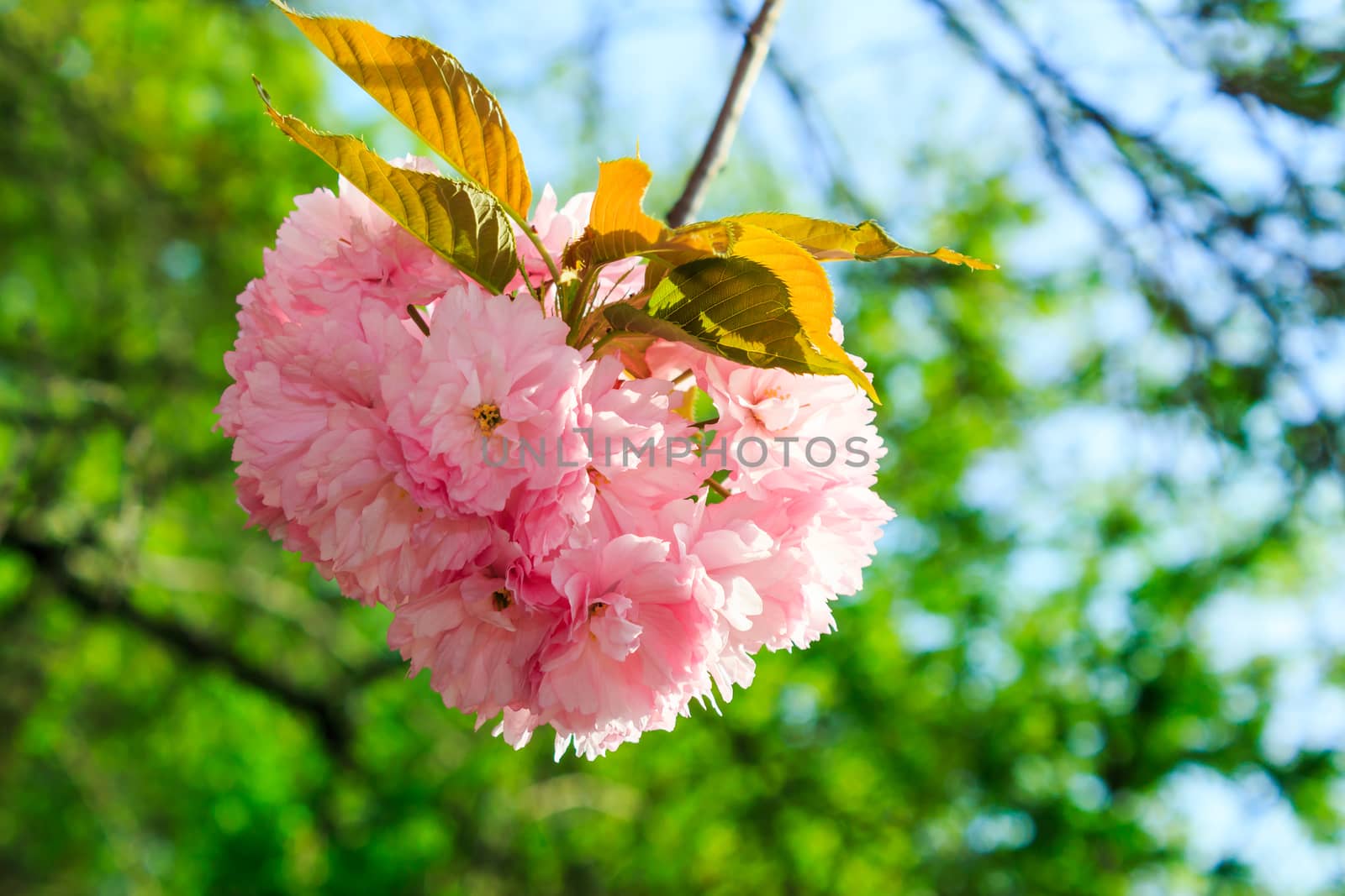Delicate pink Sakura flowers on a green tree crown