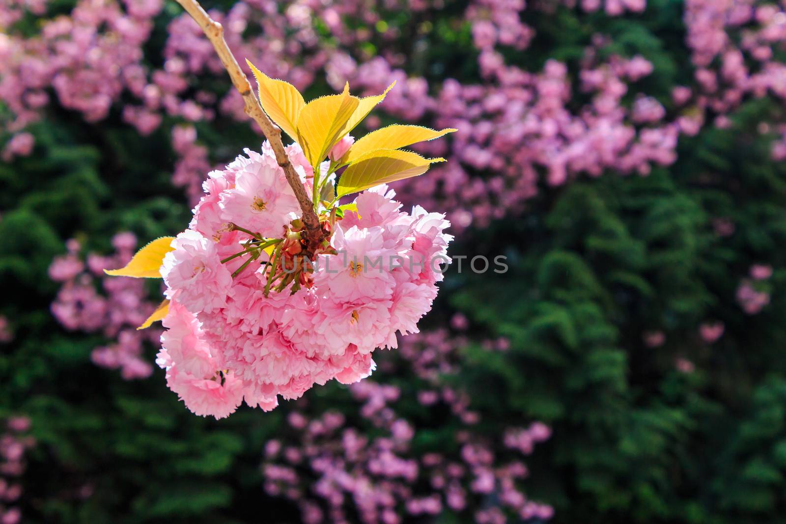 bud Sakura flowers on blurred background of green pine needles a by Pellinni