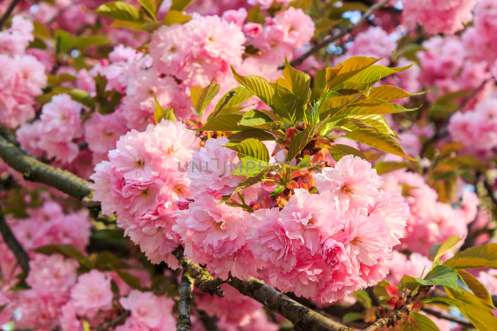gentle pink flowers of Japanese cherry blossom in the rays of ri by Pellinni