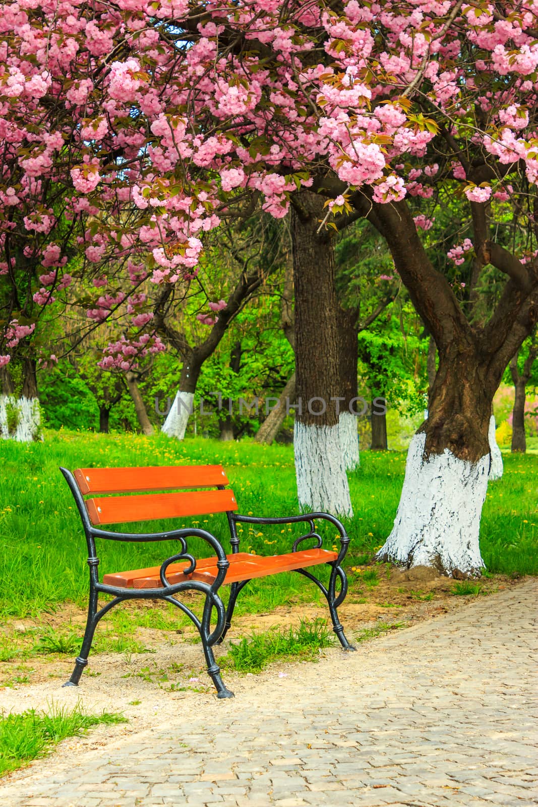 bench on the pavement in the park on a background of grass and sakura tree