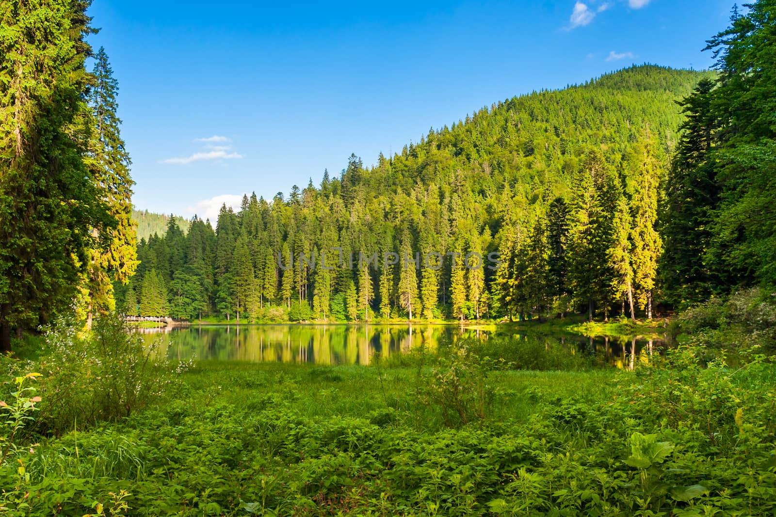 Forest reflection on the water surface of the lake on the background of mountains