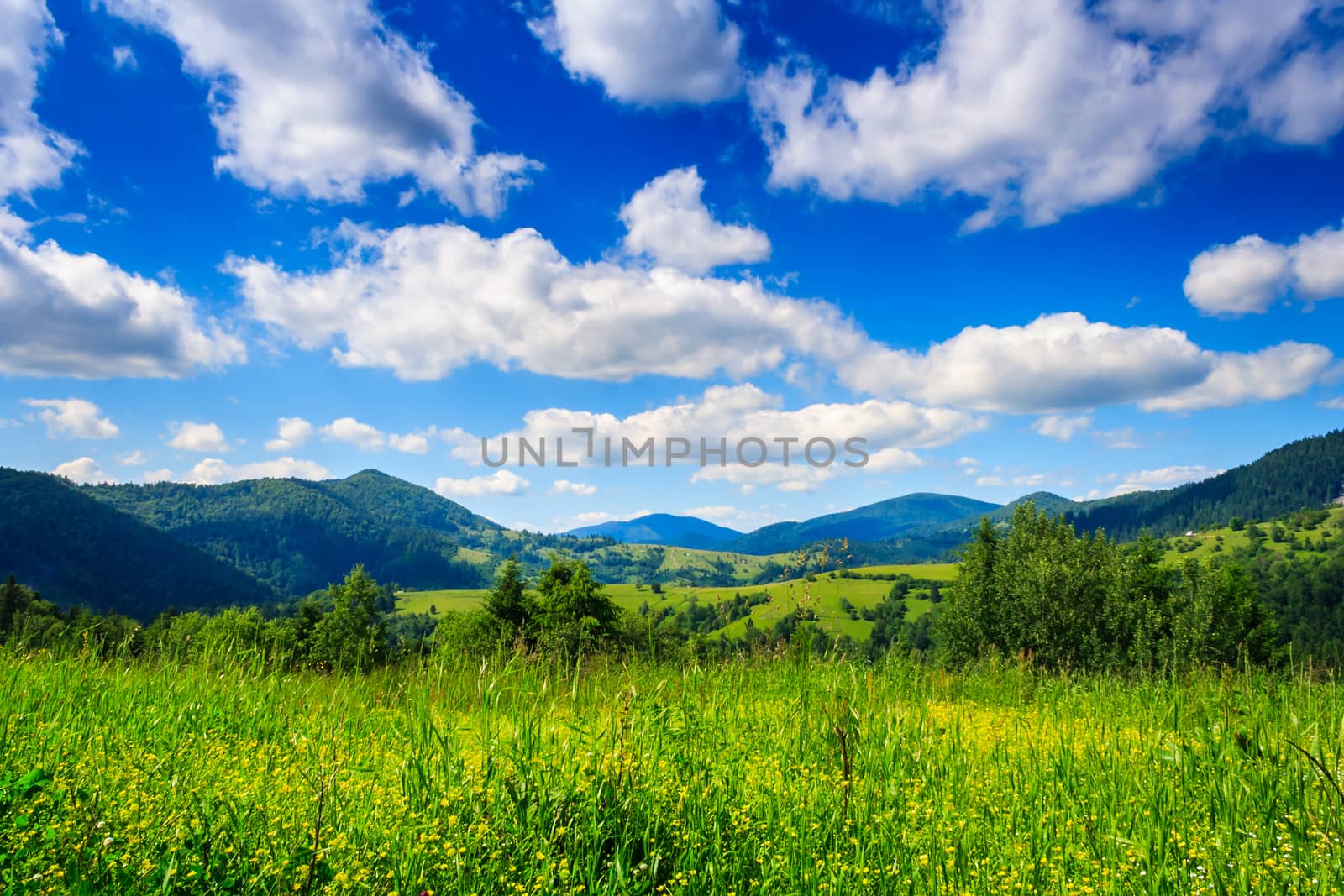 Alpine meadow with tall grass by Pellinni