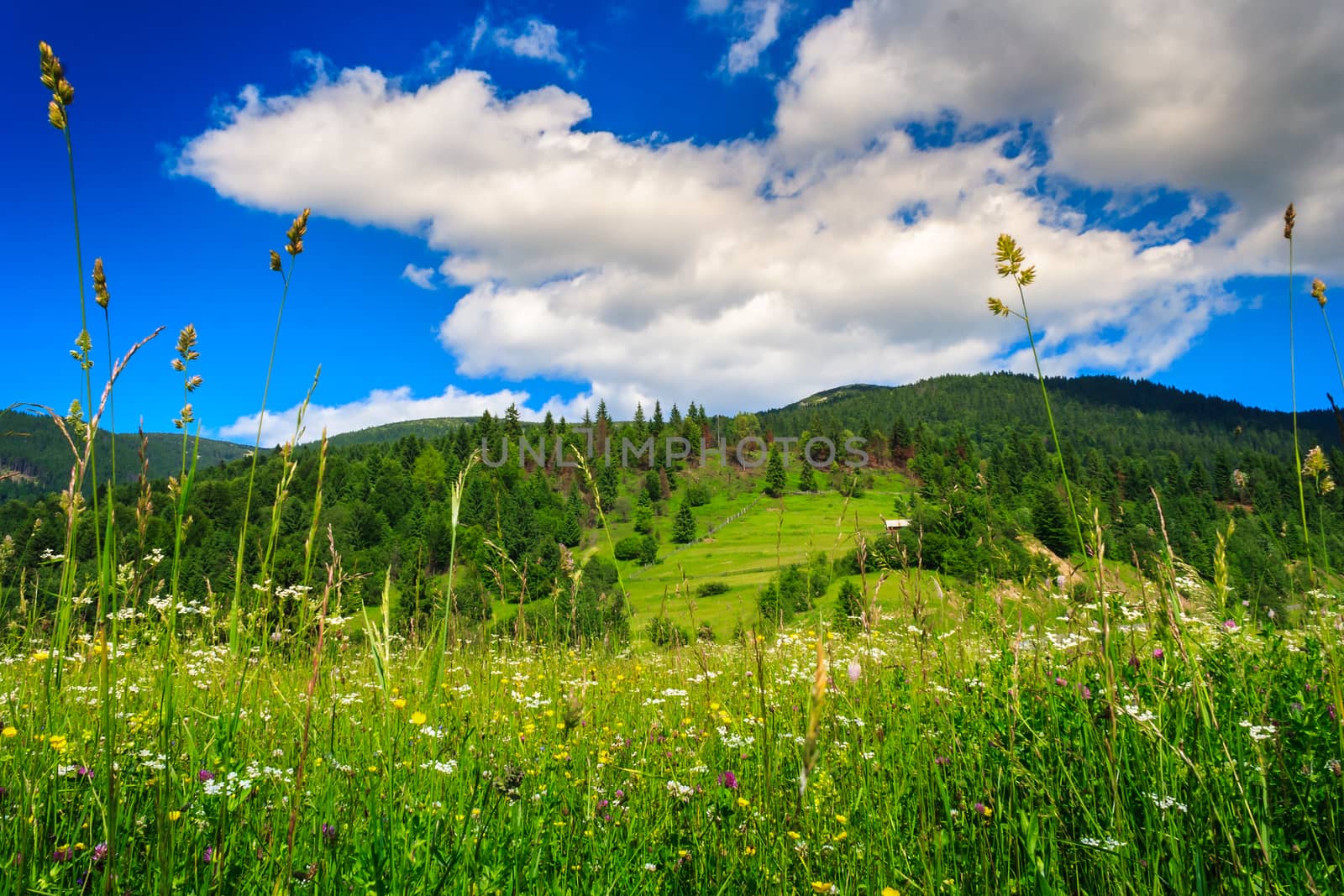 Alpine meadow with tall grass on a background of mountains