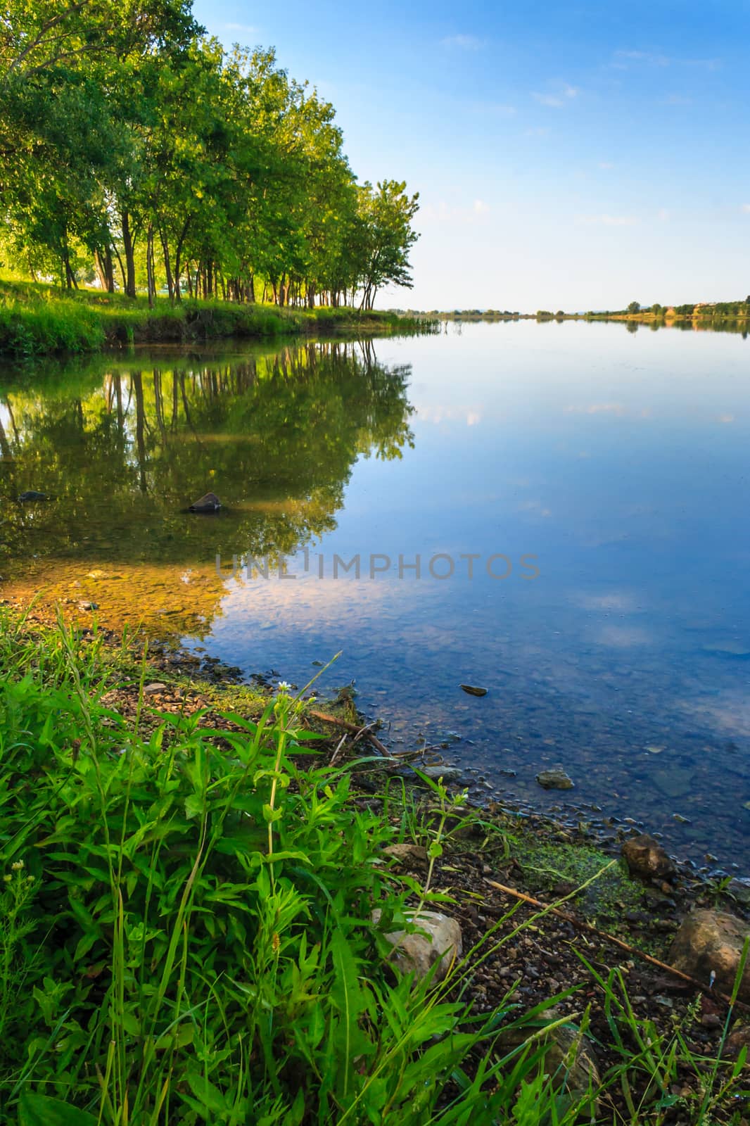 shore of the lake near the green deciduous forest in summer