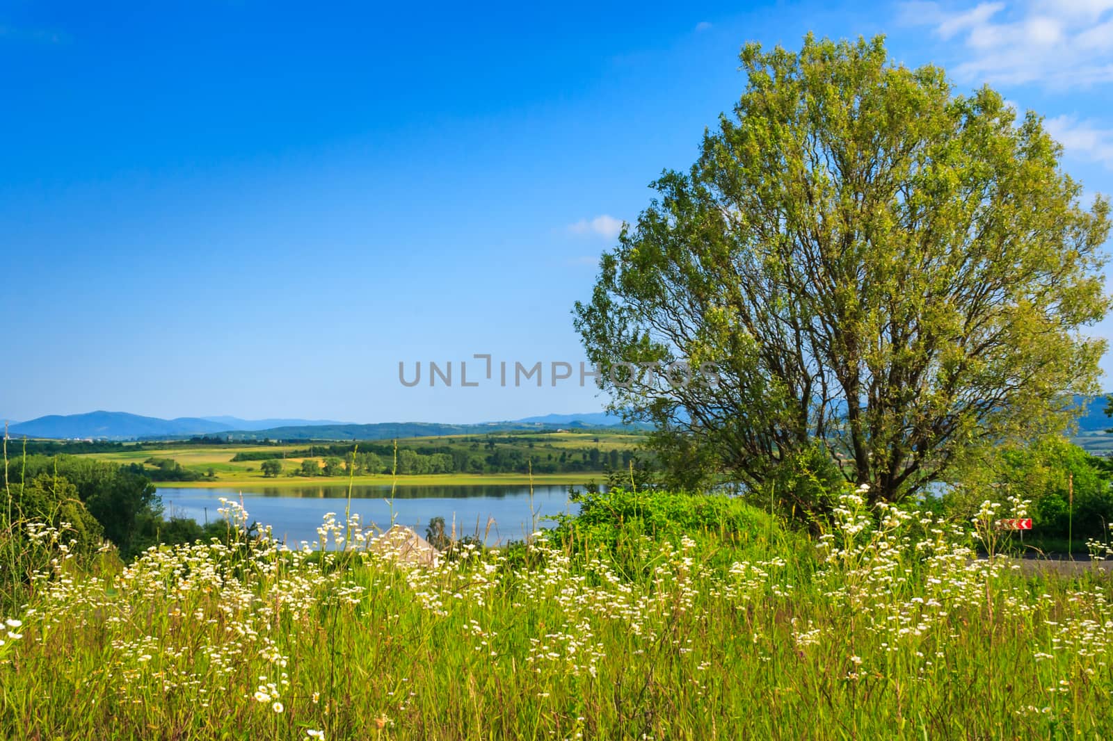 meadow with wild flowers and a tree in front of the lake by Pellinni