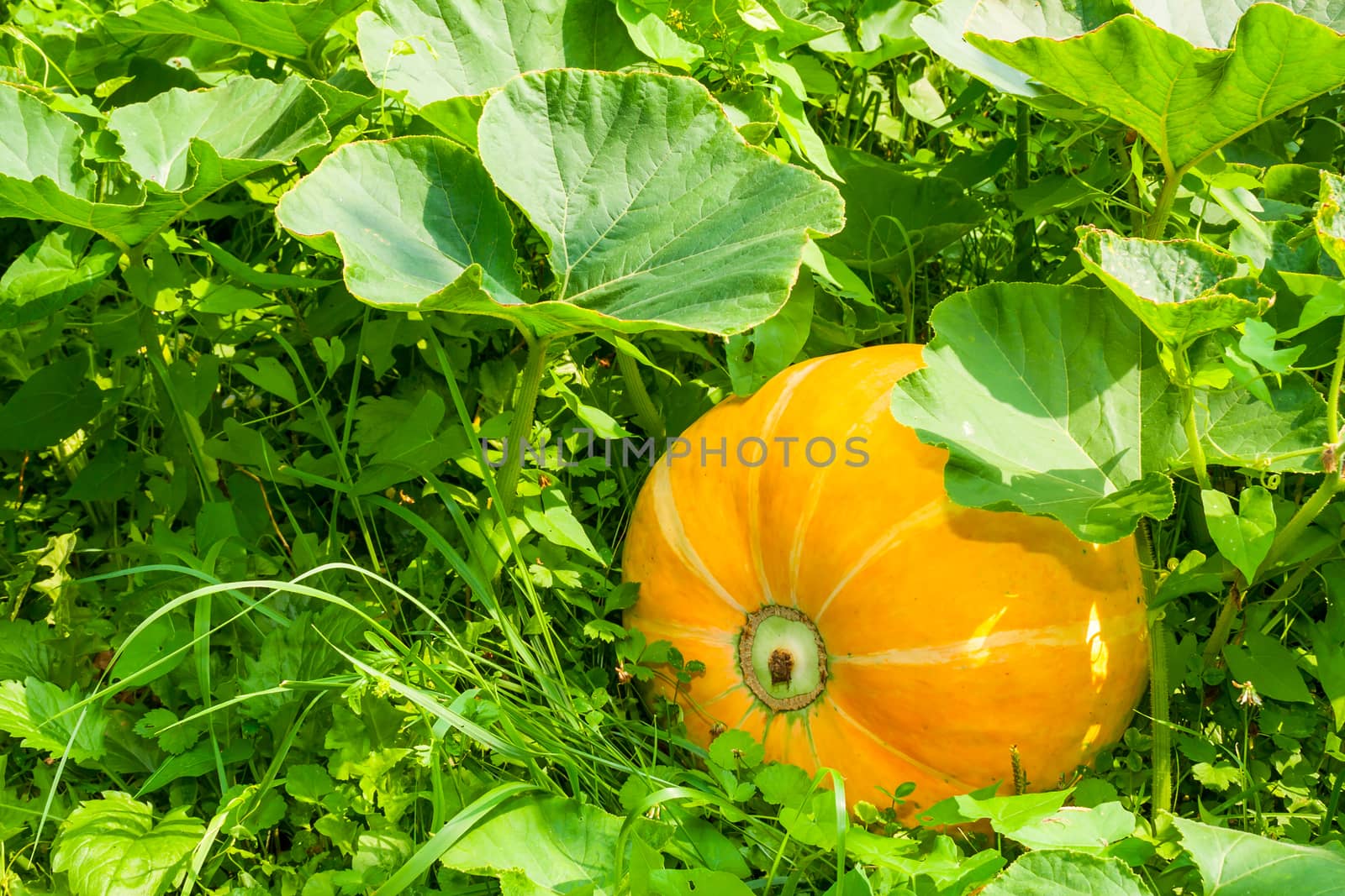big juicy yellow pumpkin in the green grass