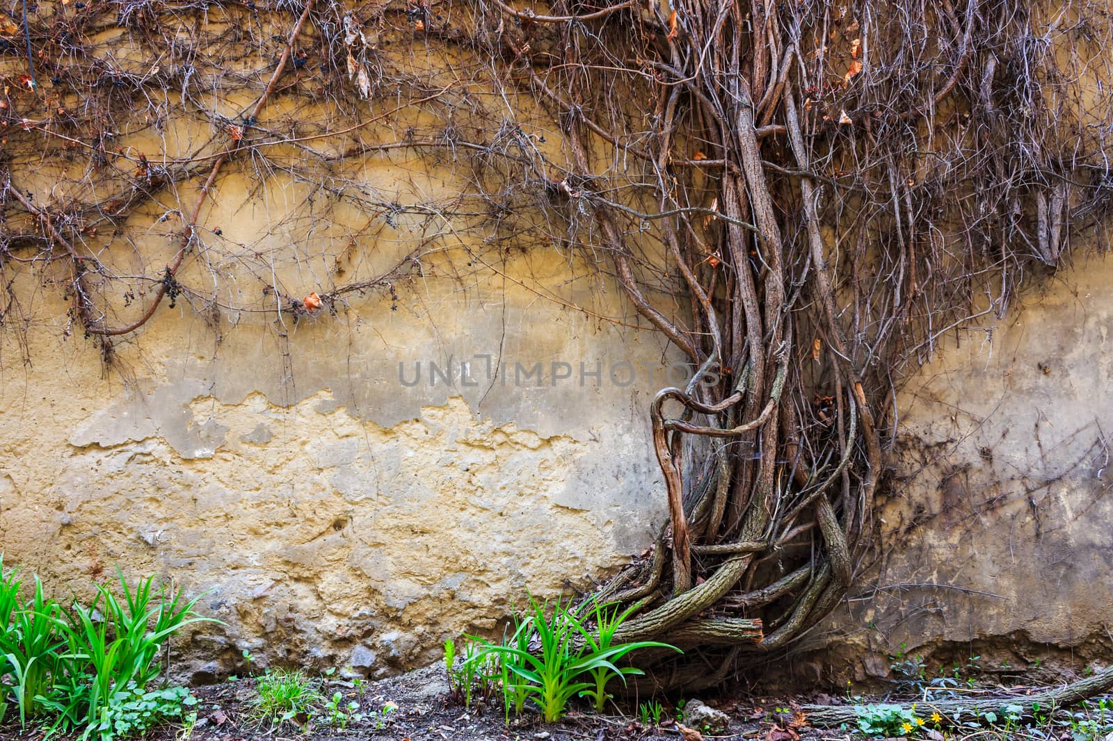 young green sprouts next to the dried vine on background cracked wall